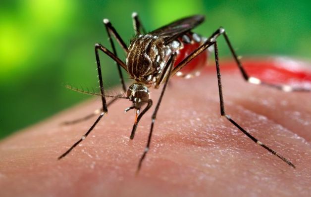 Aumentan casos de zika a 264 en Panamá
